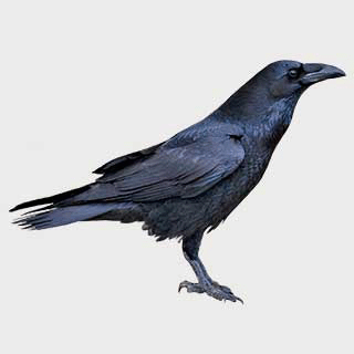 Northern Raven