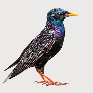 Common Starling