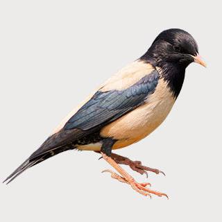 Rosy Starling