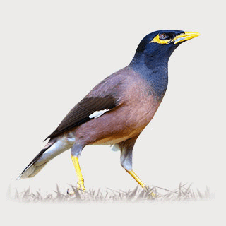 Common Myna