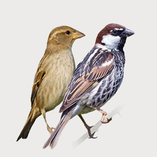 Spanish Sparrow