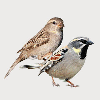Dead Sea Sparrow