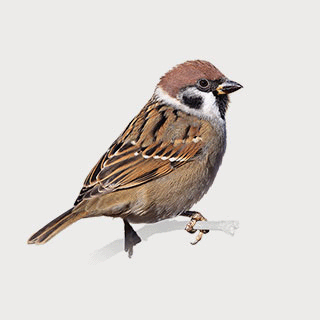 Eurasian Tree Sparrow
