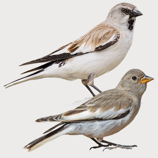 White-winged Snowfinch