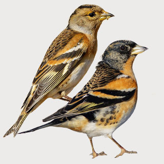 Brambling