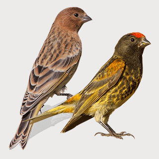 Red-fronted Serin