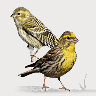 European Serin