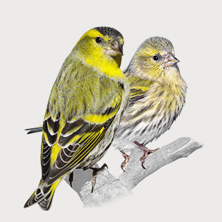 Eurasian Siskin