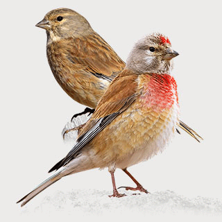 Common Linnet