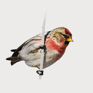 Redpoll