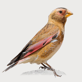 Crimson-winged Finch