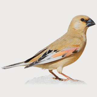 Desert Finch