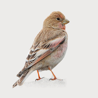 Mongolian Finch