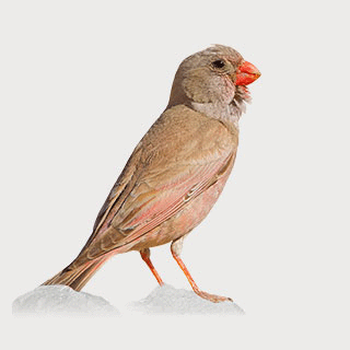 Trumpeter Finch
