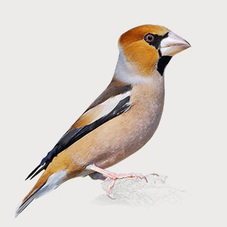 Hawfinch