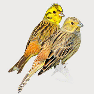 Yellowhammer