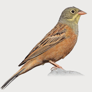 Ortolan Bunting