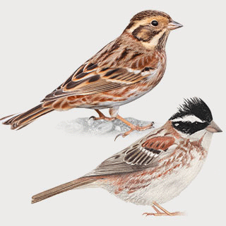 Rustic Bunting