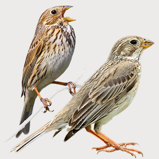 Corn Bunting