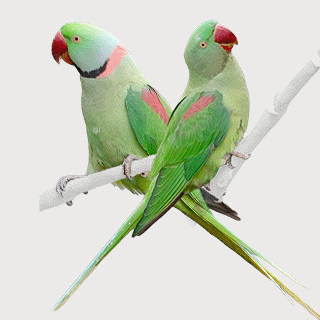 Alexandrine Parakeet
