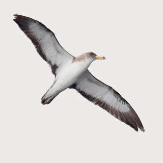 Cory's Shearwater