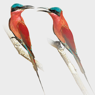 Southern Carmine Bee-eater