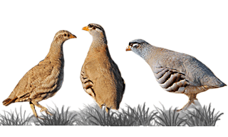 See-see Partridge