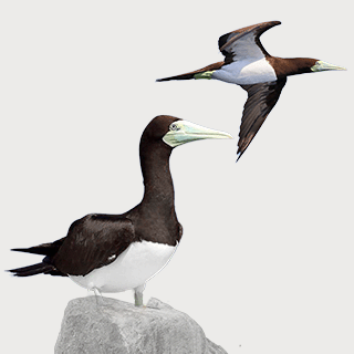 Brown Booby