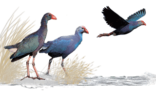 Grey-headed Swamphen