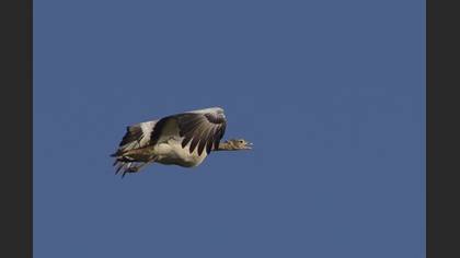 Toy
