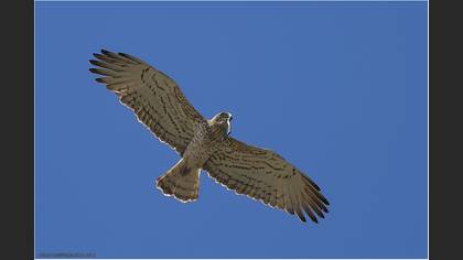 Yılan kartalı
