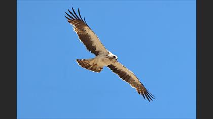 Küçük kartal