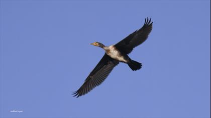 Karabatak