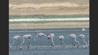 Küçük flamingo