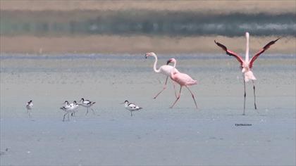 Küçük flamingo