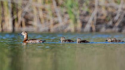 Common Pochard