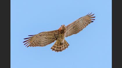 Yılan  kartalı