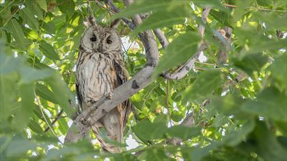 Long-eared Owl