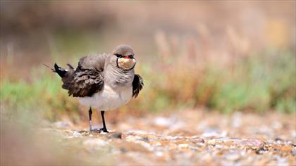 Collared Pratincole