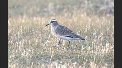 Sürmeli Kızkuşu » Sociable Lapwing » Vanellus gregarius