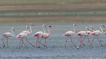Küçük Flamingo