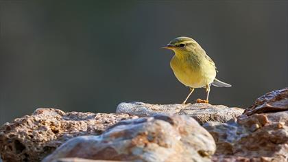 Söğütbülbülü