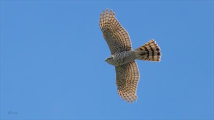 Atmaca