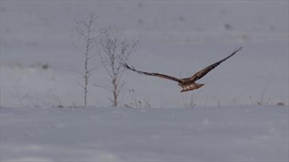 Kızıl Şahin
