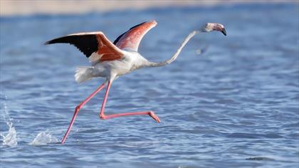 Flamingo
