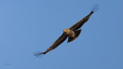 Şah Kartal