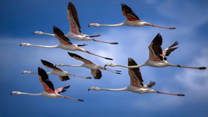 Flamingo