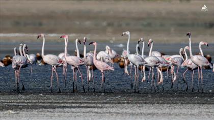 Küçük Flamingo