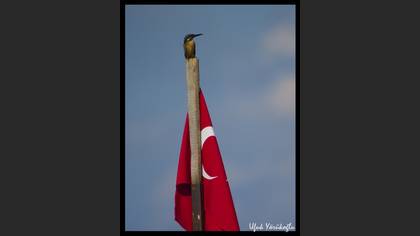 Yalıçapkını