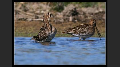 Suçulluğu